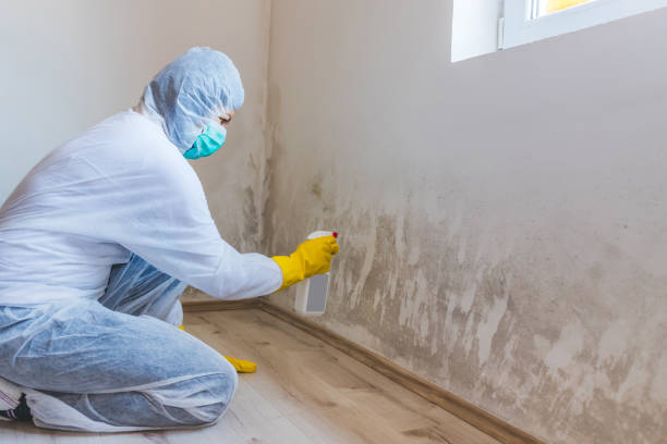 Licensed Basement Mold Remediation service in Vincentown, NJ - Car Mold Remediation