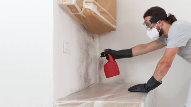 Professional Basement Mold Remediation technician working in Vincentown, NJ
