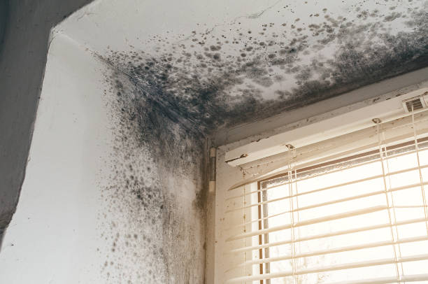 Affordable Basement Mold Remediation solutions in Vincentown, NJ